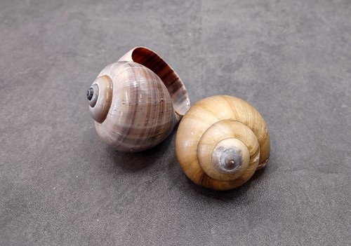 Apple snail shells - snail,