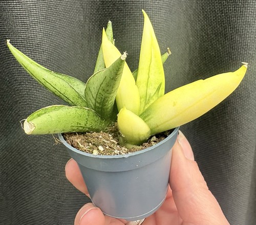 Sansevieria mini gold yellow - sansevieria,