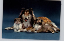 Sheltie Dog and Puppies Family