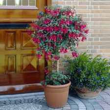 Flowering Fuchsia Trees, 2 x