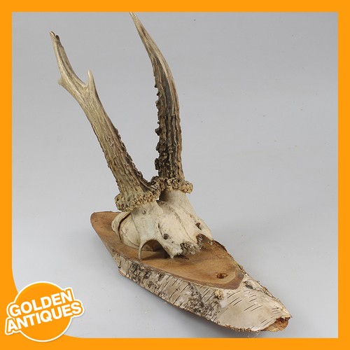 Roe deer antlers - deer,
