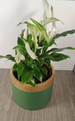 Round concrete planter pot