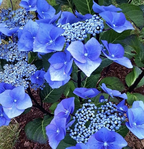 Giant hydrangea zorro 20l - giant,