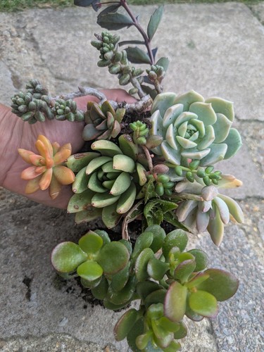 Selection succulents - selection,