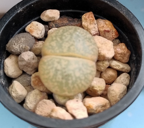 Succulent lithops lesliei - succulent,