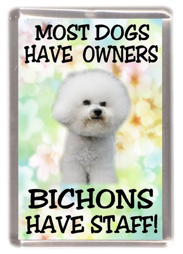 Bichon frise dog - frise,