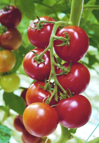 Tomato shirley 120 - shirley,