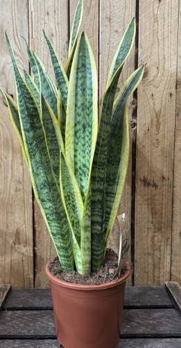 Sansevieria snack plant - (,