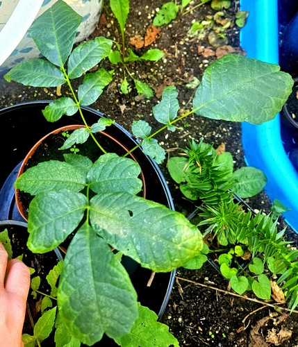 Waltnut tree sapling - sapling,
