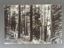 Antique Oregon Logging 20x15