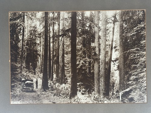 Antique oregon logging - logging, 20x15