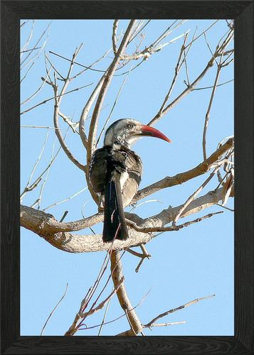 Ground hornbill framed - framed, wall