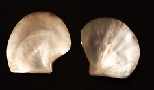 2 Blacklip Pearl Oyster halves