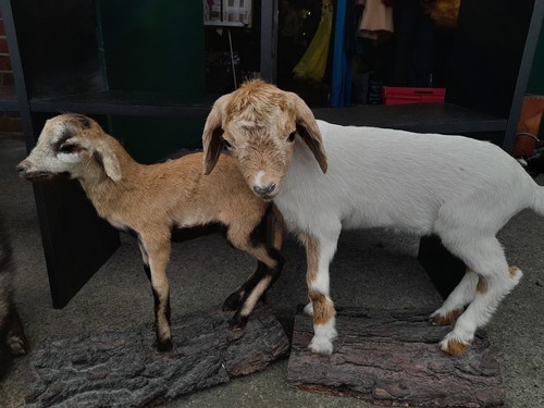 Taxidermy goat sheep - ram, ibex