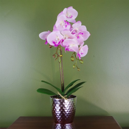 50cm phalaenopsis orchid - phalaenopsis,