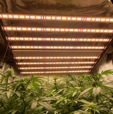 Spider 1000W Full Spectrum LED