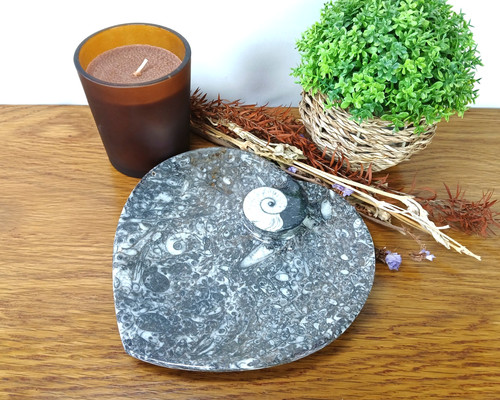 Authentic goniatite ammonite - authentic,