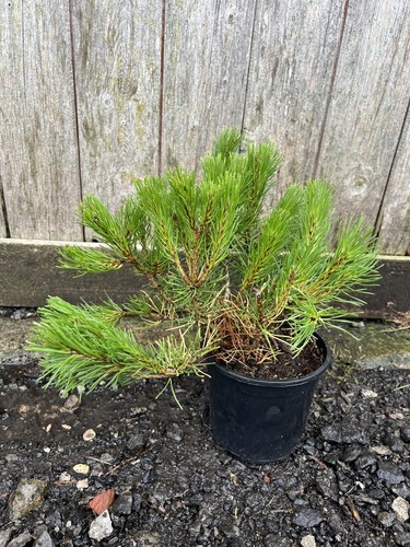 Dwarf mountain pine - dwarf,