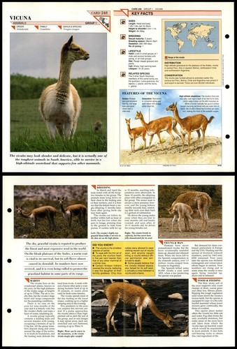 Vicuna 248 mammals - vicuna, #248