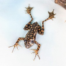 Spotted Stream Frog Specimen