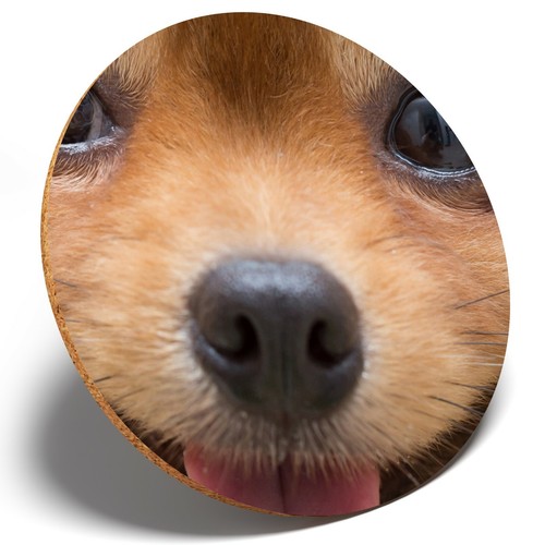 Cute pomeranian puppy dog - 1,