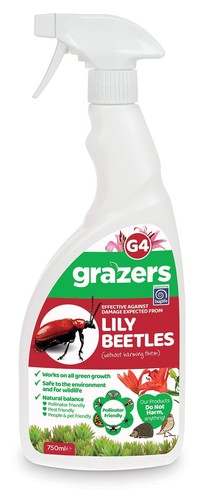 Grazers lily beetle - lily,