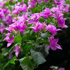 Bougainvillea alexandra indoor - bougainvillea,
