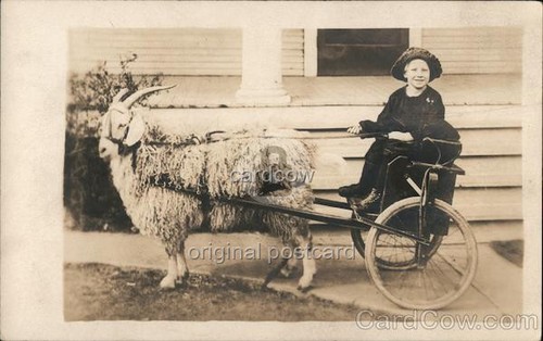 Children girl goat cart - children,
