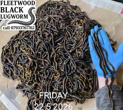Frozen black lugworm packs - black, 20