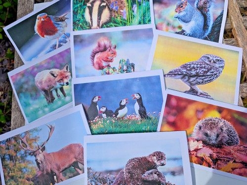 Pack notelet with wild - of,