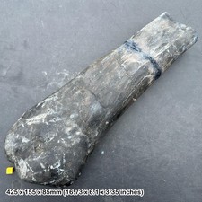 Rebbachisaurus tibia fossil - rebbachisaurus,