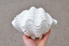 Natural clam clamshell - natural,