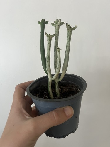 Rare variegated euphorbia - rare,