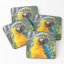 Blue and gold macaw parrot - gold,