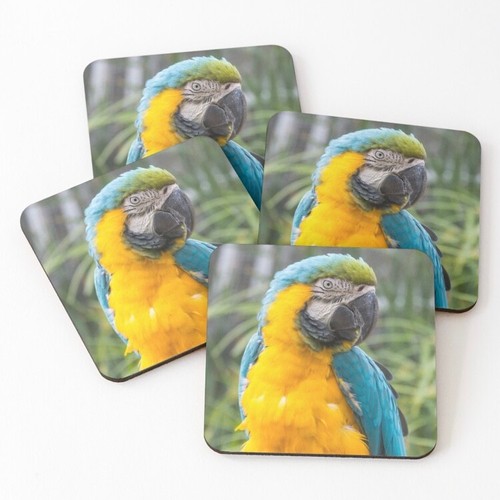 Blue and gold macaw - blue, parrot