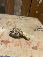 True Morels Fungi Dried Mushroom Rocks Fossils Minerals Collectable