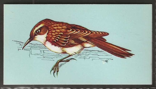 Tetley british birds - (tea)-british,