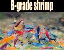 Grade shrimp pack - shrimp, live