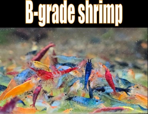 Grade shrimp pack live - b-grade,
