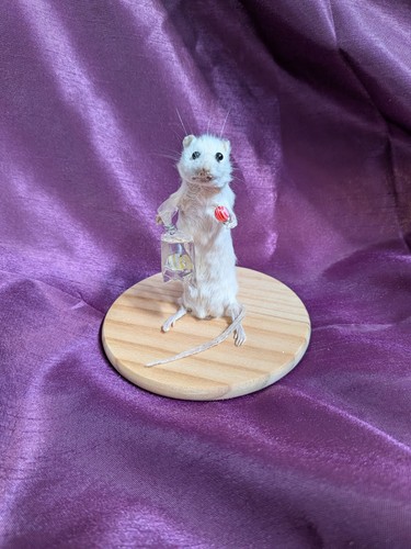 Bad taxidermy mouse derpy - taxidermy,