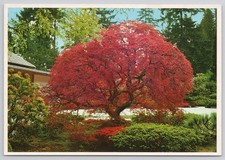 Japanese Garden Lace Leaf