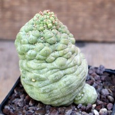 D769 TRICHOCAULON CACTIFORME