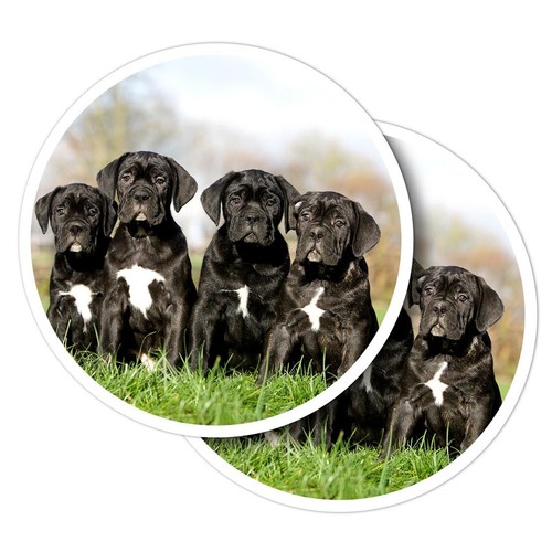 Vinyl stickers cane corso - 2x,