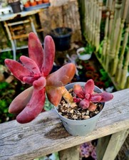 CLEARANCE: Pachyphytum
