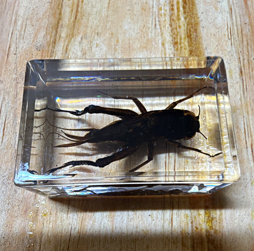 Cricket insect specimen - cricket,