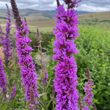 Purple loosestrife seeds 200 - purple,