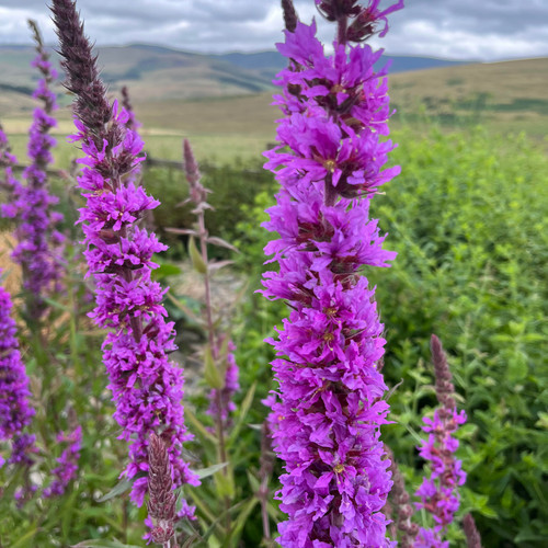 Purple loosestrife seeds - purple, 200