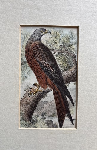 Antique kite coloured - antique,