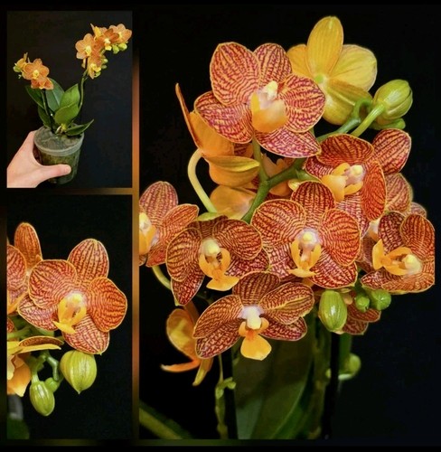 Phalaenopsis indian summer - phalaenopsis, summer'