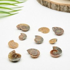 Genuine polished ammonite - polished,